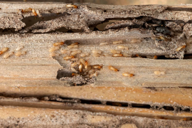 Best Commercial Pest Control Services  in Denton, MD