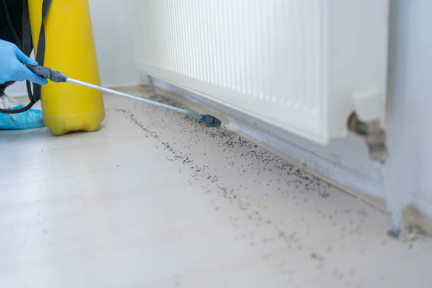 Wasp Removal Services in Denton, MD